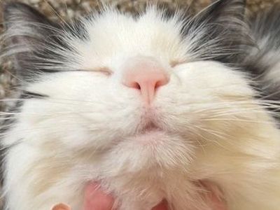 Cat Rehoming
