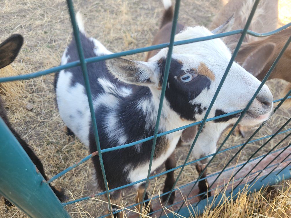 Beautiful friendly Nigerian wethers
