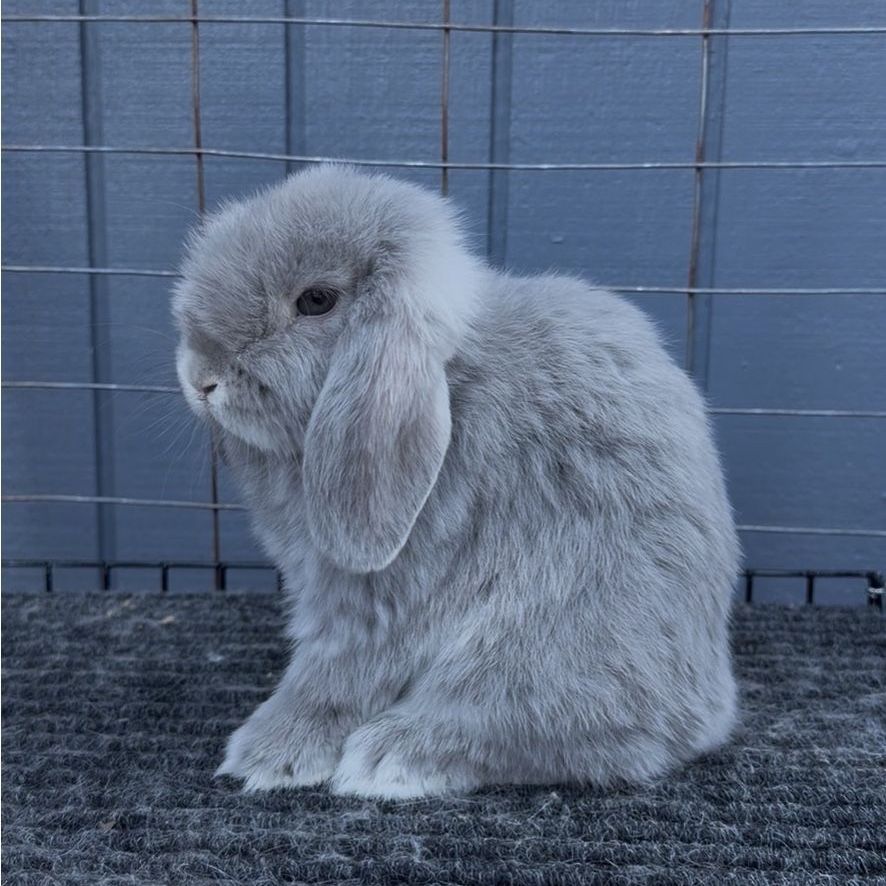 Holland Lop Buck