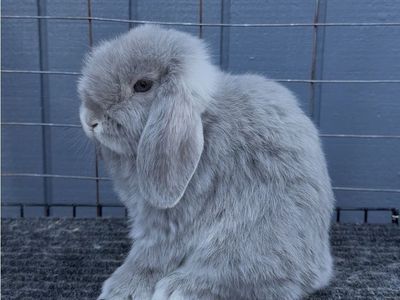 Holland Lop Buck