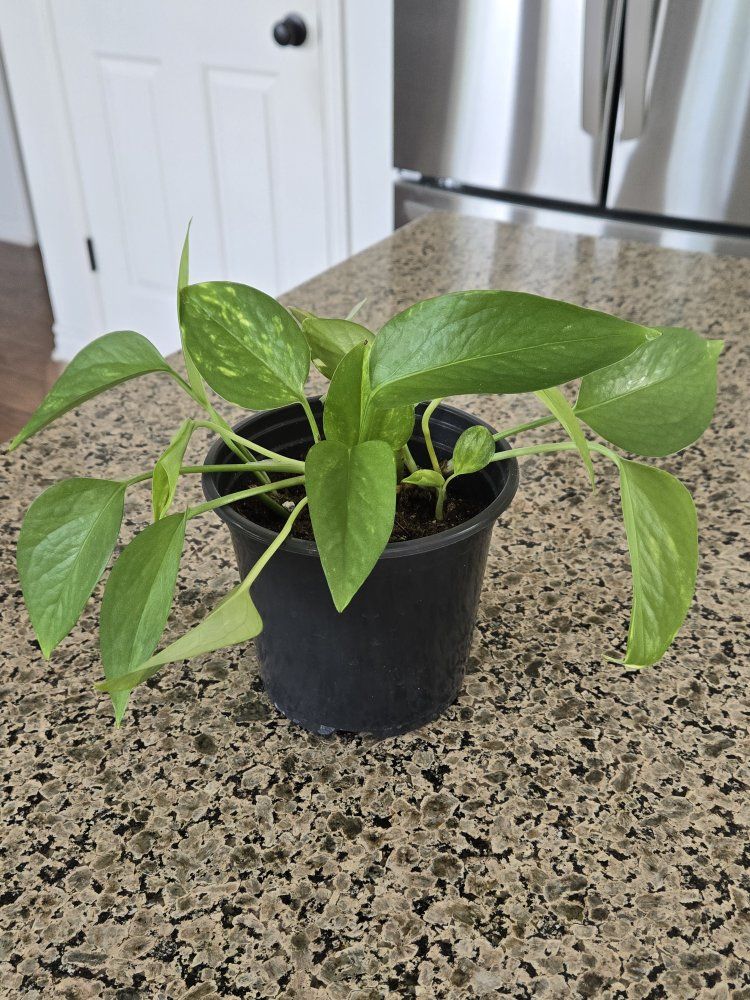 Pothos House Plant