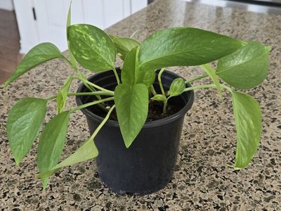 Pothos House Plant