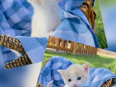 Kittens for sale!