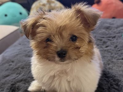 Tiny little girl