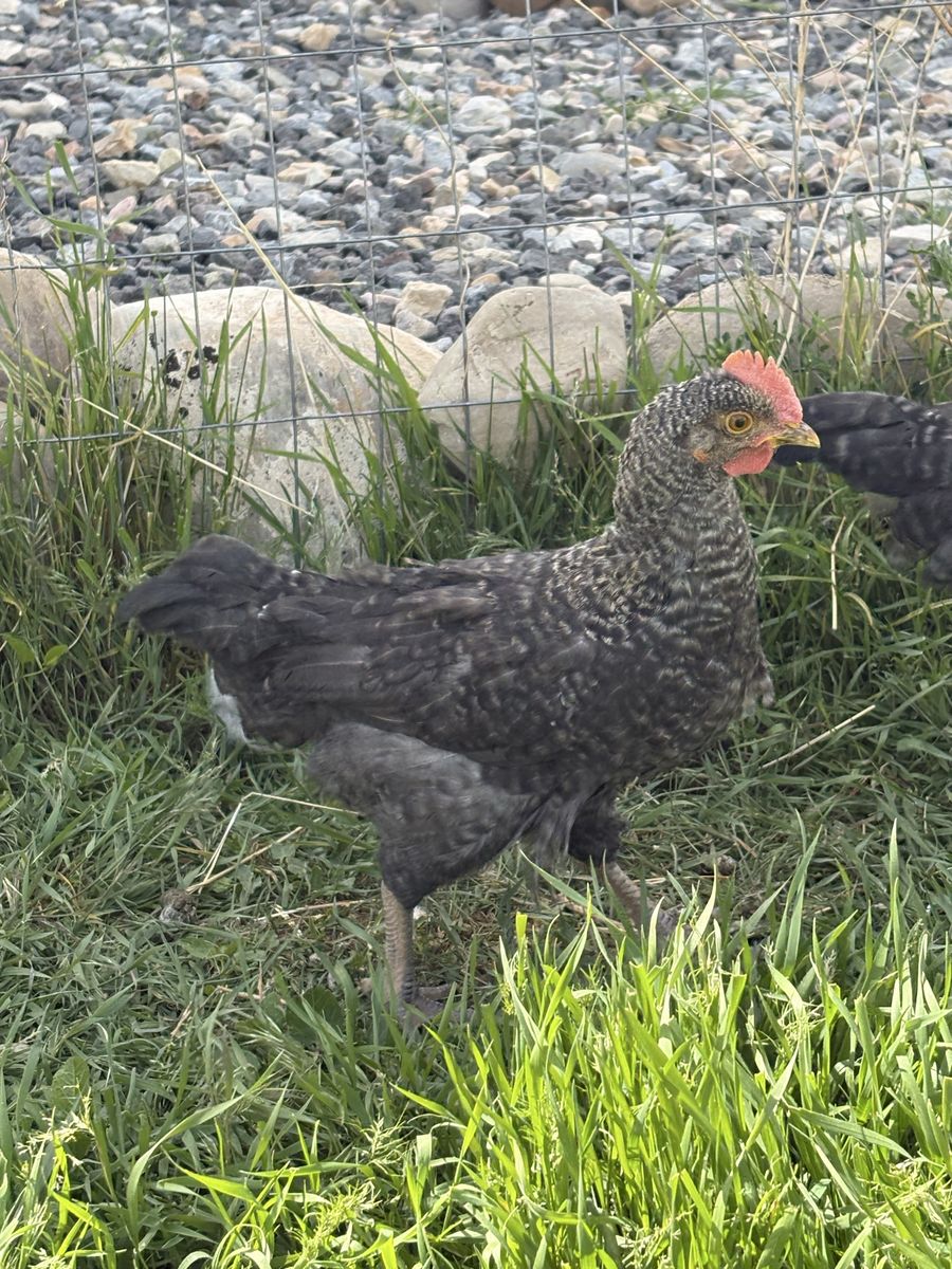 Olive Egger Roosters