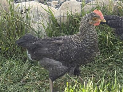Olive Egger Roosters