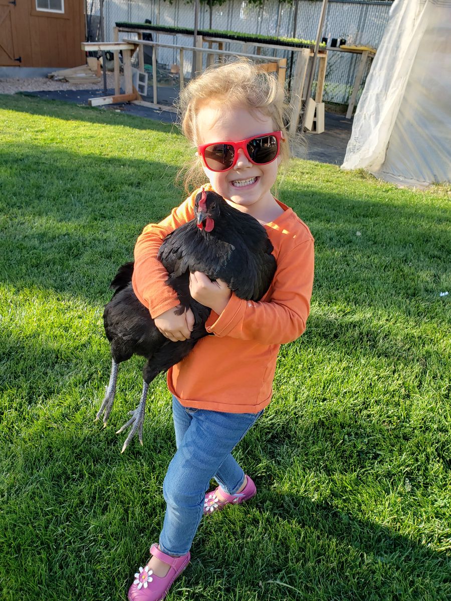 Downsizing Homestead - 22 Laying Hens Left