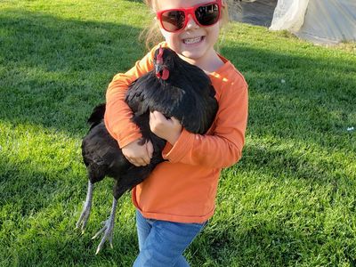 Downsizing Homestead - 22 Laying Hens Left