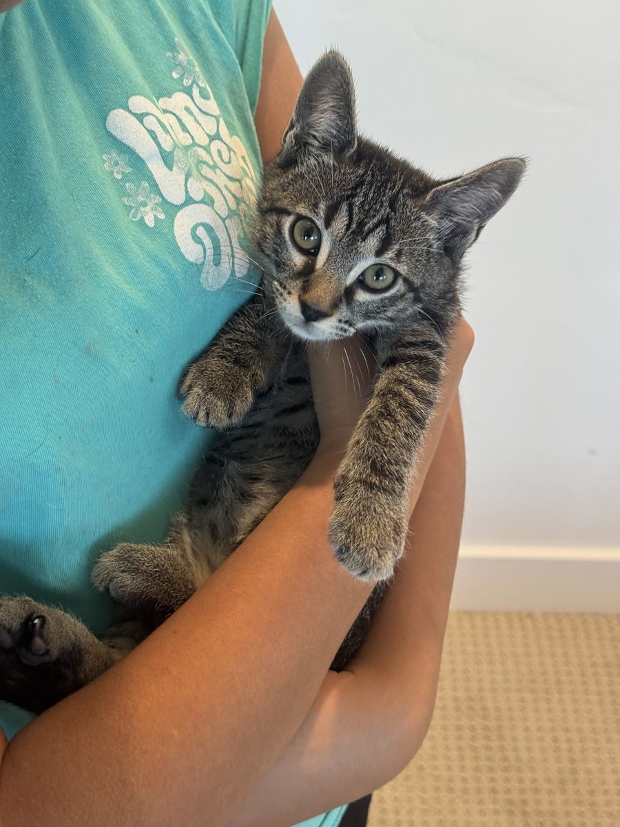 Black gray tabby female kitten 9 week old