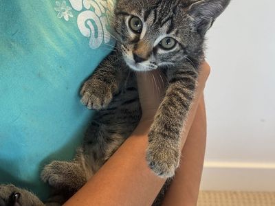 Black gray tabby female kitten 9 week old
