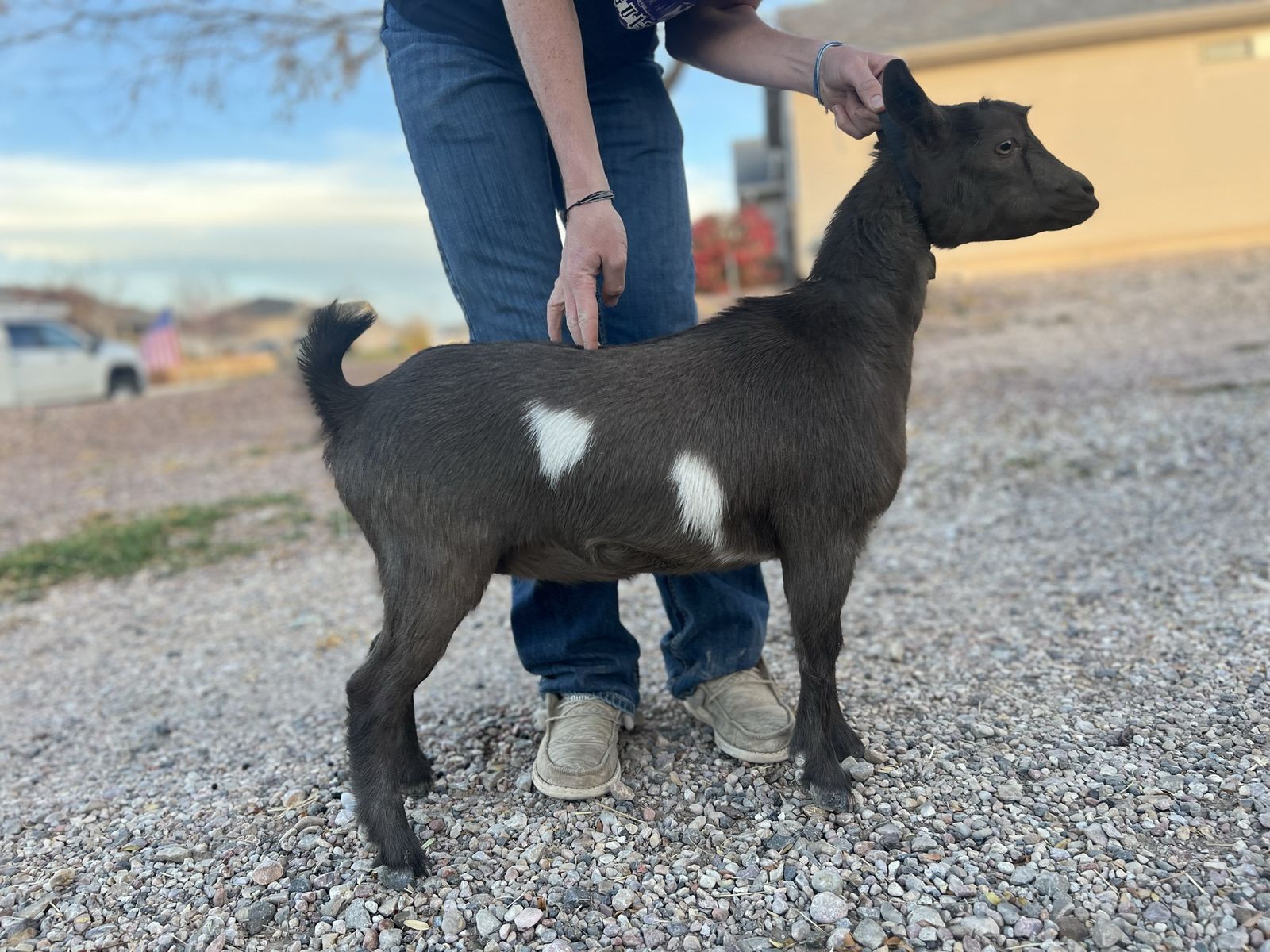 ADGA registered small Nigerian dwarf doe