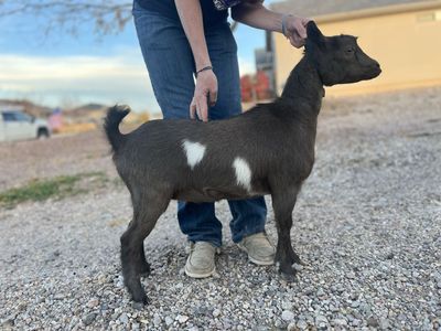 ADGA registered small Nigerian dwarf doe