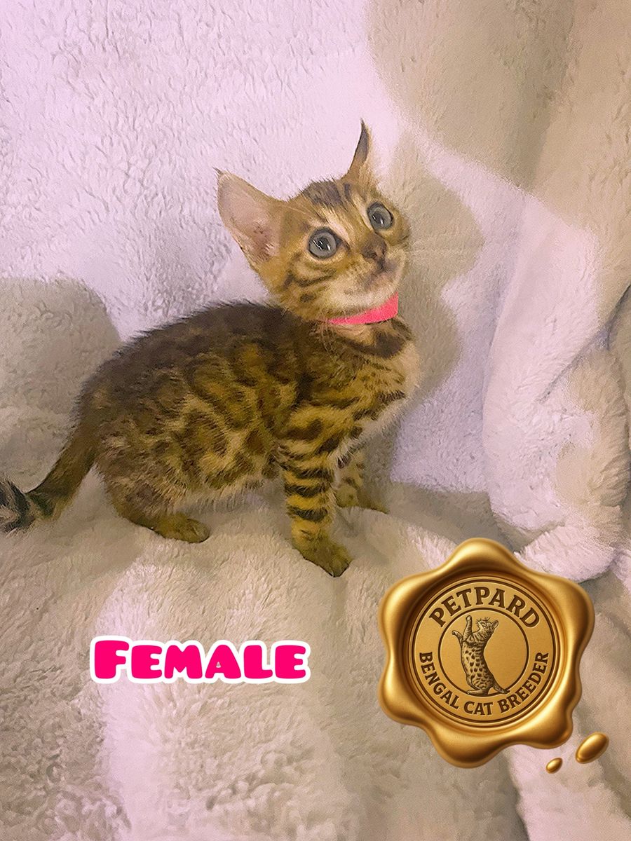 Bengal Purebred kittens ready for a new home