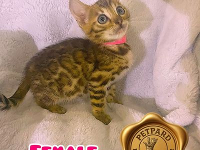 Bengal Purebred kittens ready for a new home