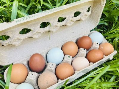 Free range chicken eggs