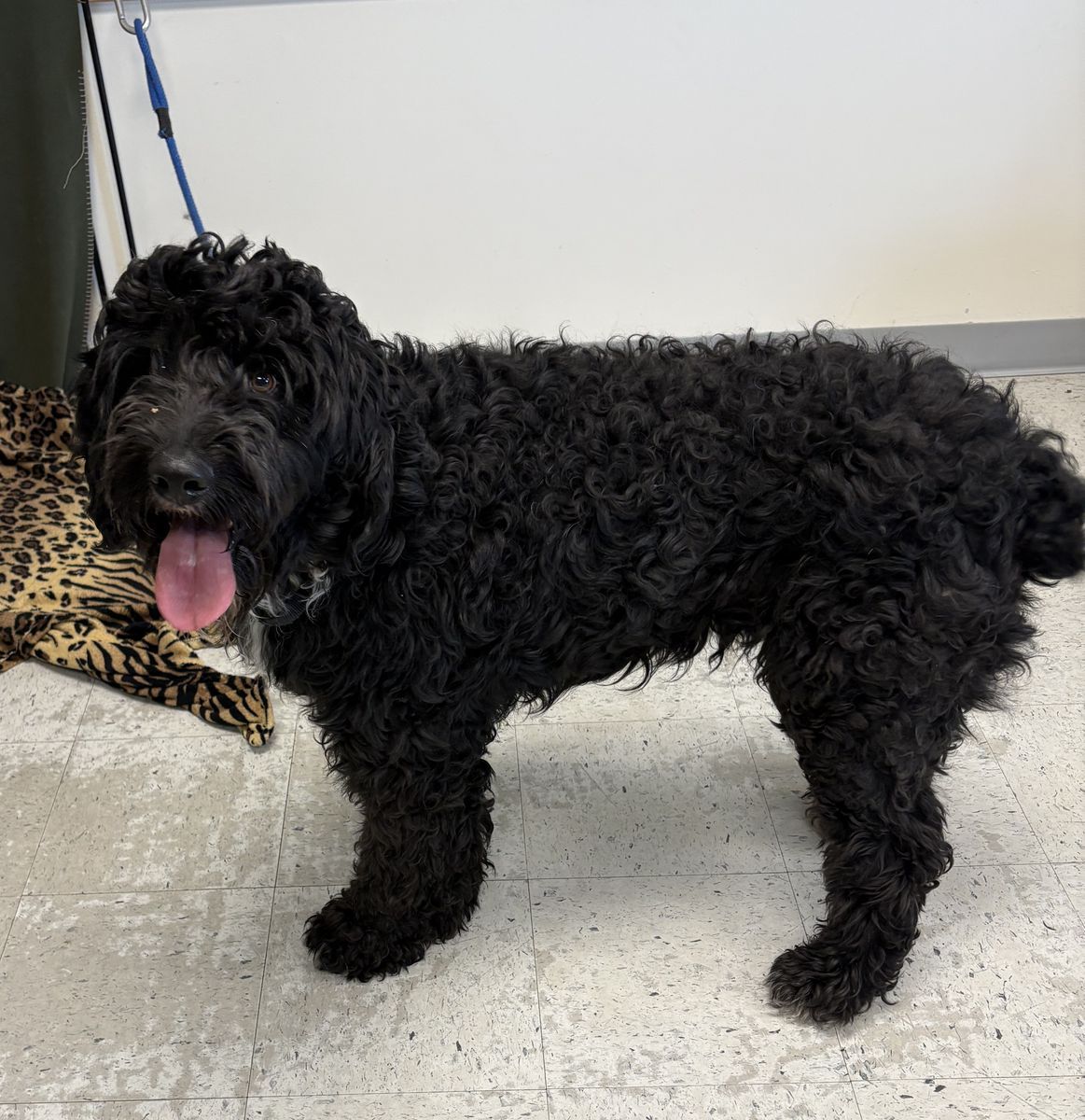 A161358 Cheesecake is Available for Adoption!