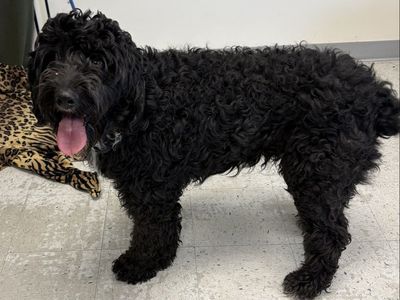 A161358 Cheesecake is Available for Adoption!