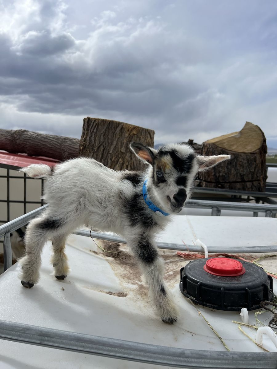 Blue Eyed Nigerian Dwarf Bottle Baby