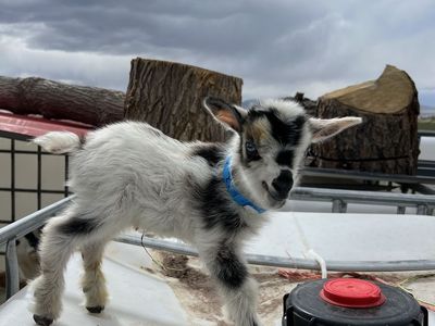 Blue Eyed Nigerian Dwarf Bottle Baby
