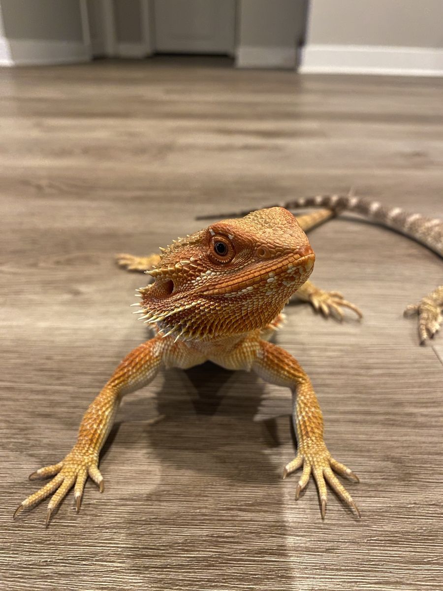 Red translucent Female Bearded Dragon