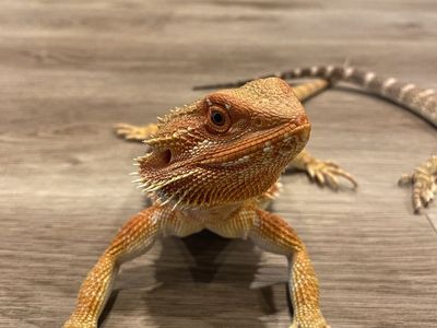 Red translucent Female Bearded Dragon