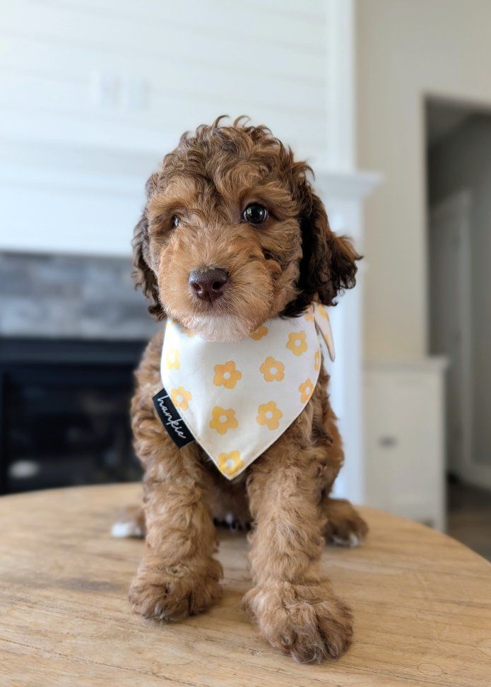 Easygoing Mini Labradoodle Boy, Great First Dog, Ready Sept 5 (like Goldendoodle)
