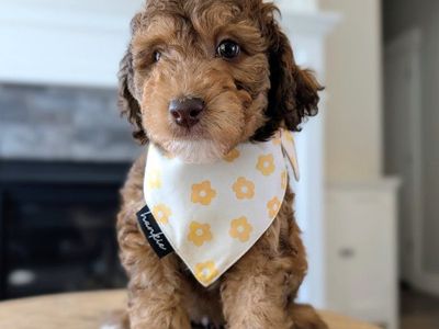 Easygoing Mini Labradoodle Boy, Great First Dog, Ready Sept 5 (like Goldendoodle)