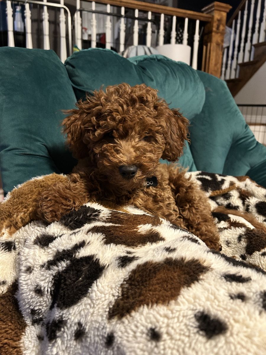 Red Mini Goldendoodle