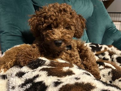 Red Mini Goldendoodle
