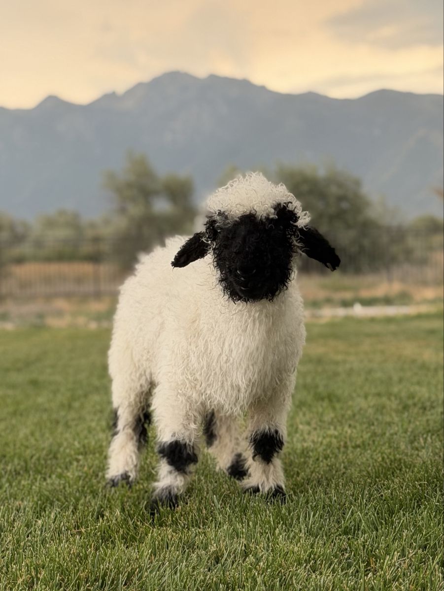 100% Valais Blacknose Ram Lamb – Bottle Baby – DOB 5/22/2026