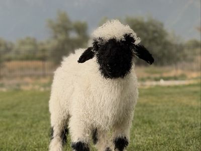 100% Valais Blacknose Ram Lamb – Bottle Baby – DOB 5/22/2026