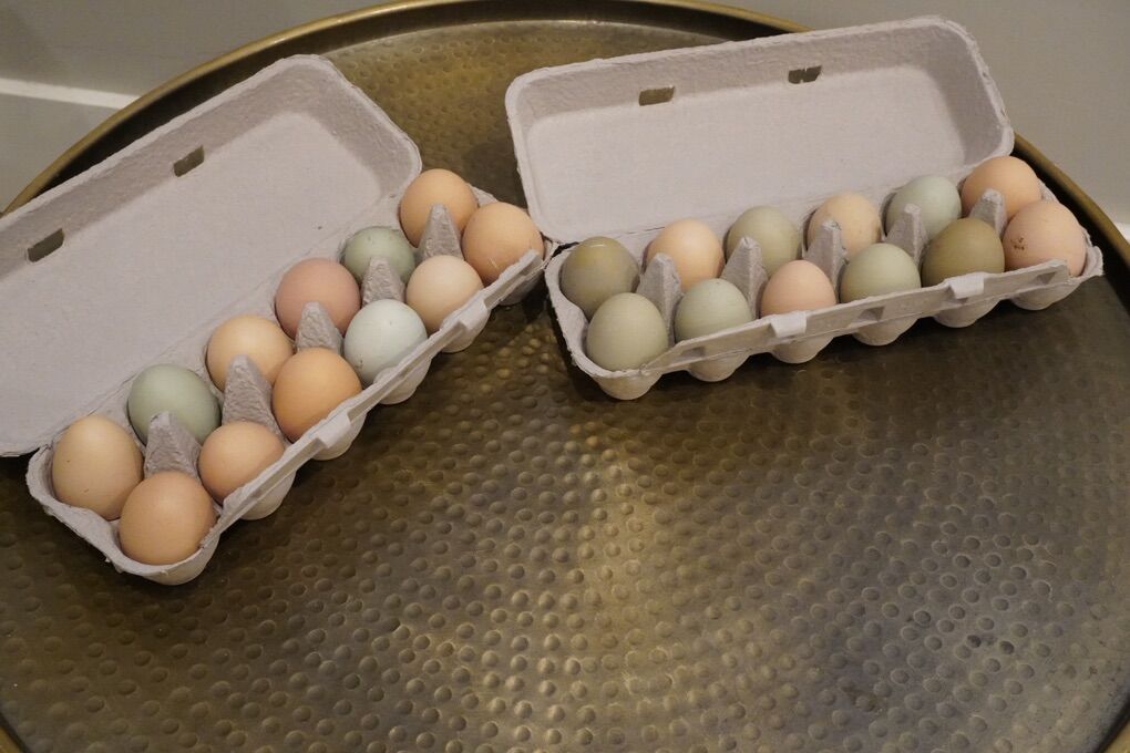 Fresh Eggs!