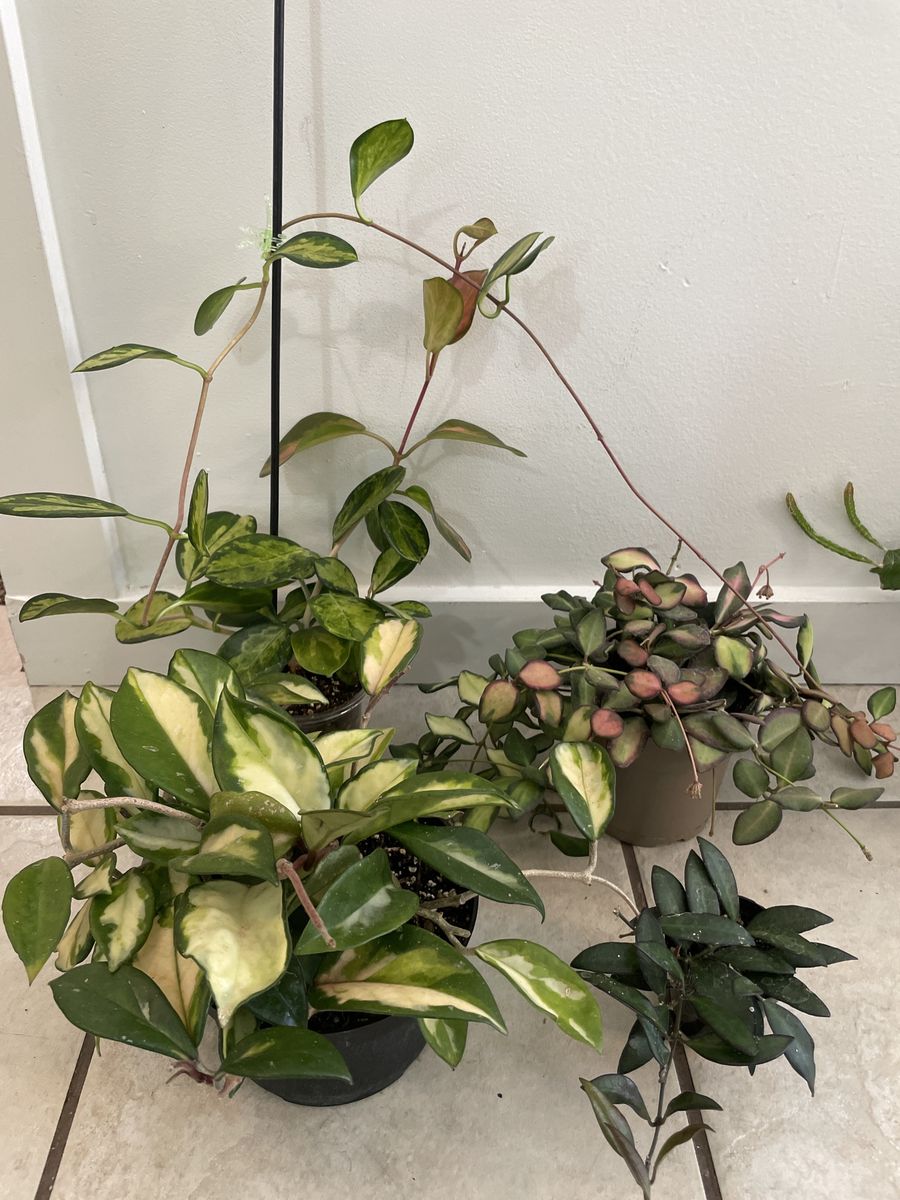 Hoya Bundle