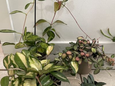 Hoya Bundle