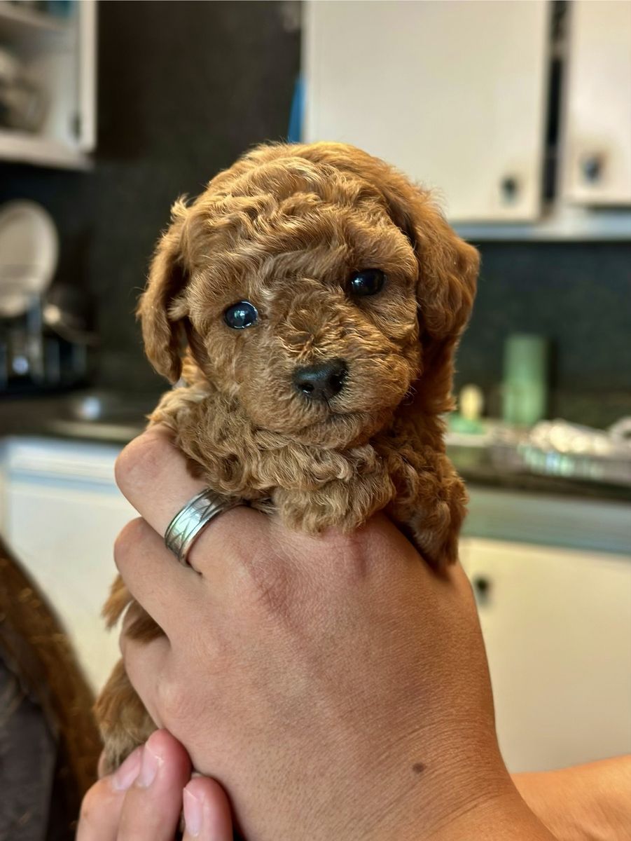 Teacup Goldendoodle Puppies