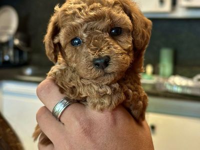 Teacup Goldendoodle Puppies