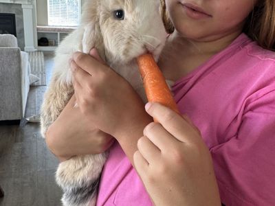 2 bunnies with cage