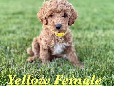 Micro Mini Golden doodle Puppies