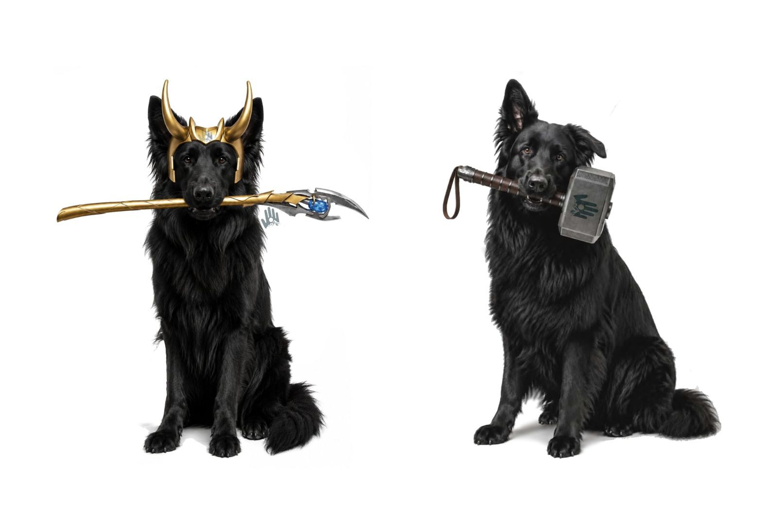German Shepherd Loki