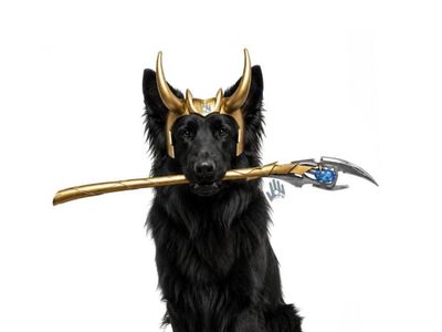 German Shepherd Loki