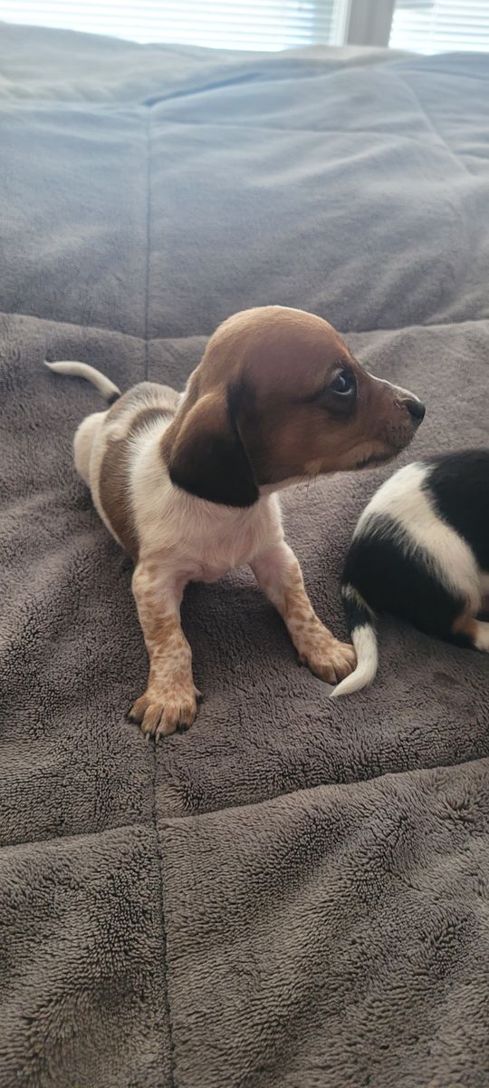 Miniature Dachshund puppy