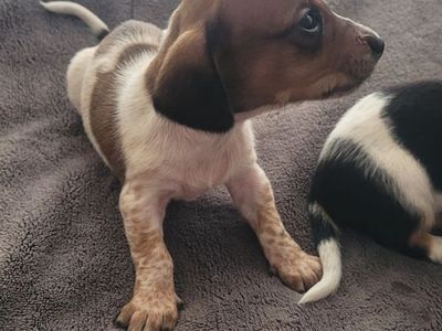 Miniature Dachshund puppy