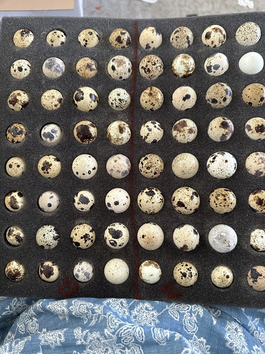 Myshire Farm Coturnix Quail Hatching Eggs