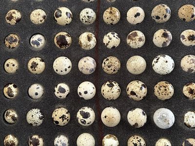 Myshire Farm Coturnix Quail Hatching Eggs