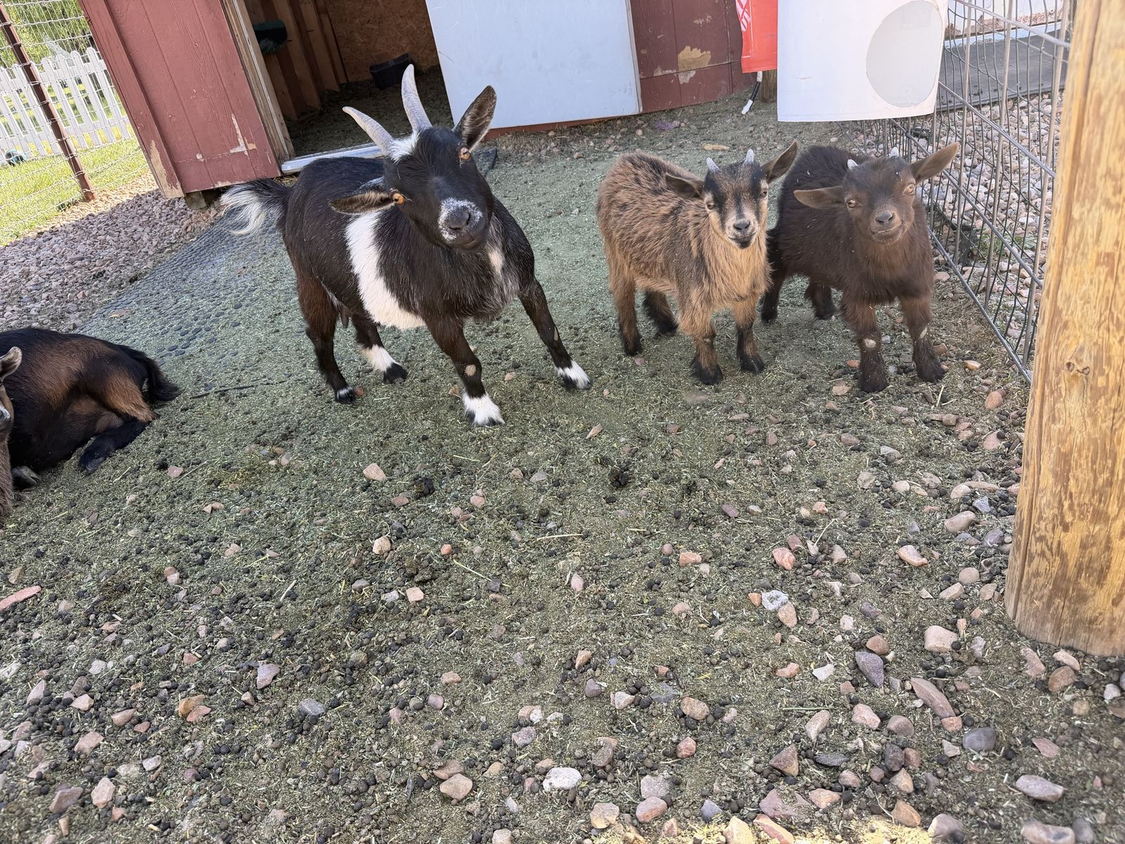 Baby goats