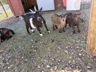 Baby goats