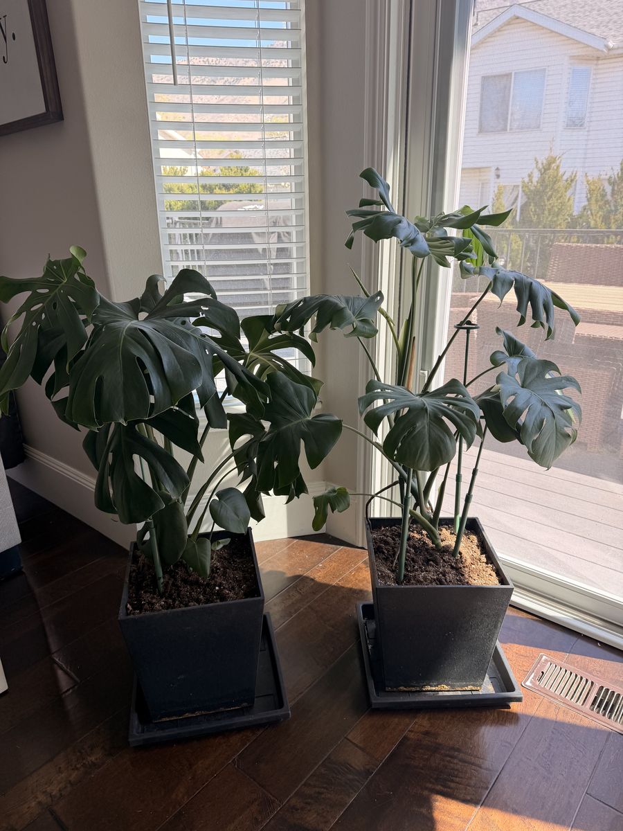 Set Of 2 Monstera "swiss cheese" Plants