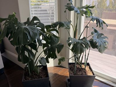 Set Of 2 Monstera "swiss cheese" Plants
