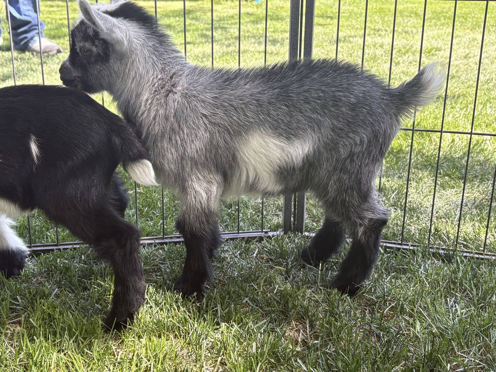 Nigerian Dwarf Kids