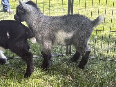 Nigerian Dwarf Kids